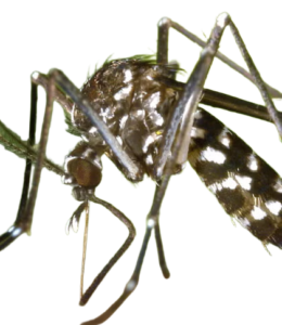 Insecticides